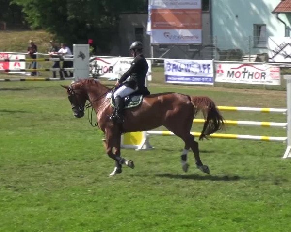 Reitturnier Gardelegen 2016