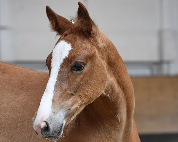 Springpferd Caya SP (Deutsches Sportpferd, 2019, von Vingino)