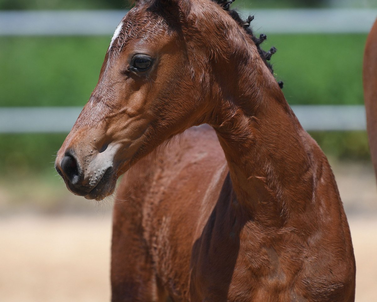 Springpferd Cullinan R 2 (Deutsches Sportpferd, 2019, von Comme il Faut)