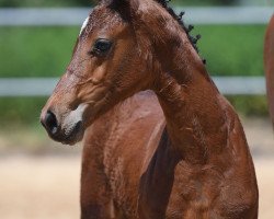 Springpferd Cullinan R 2 (Deutsches Sportpferd, 2019, von Comme il Faut)