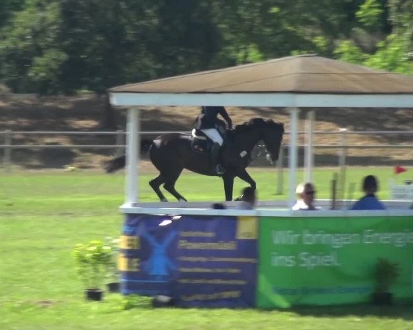 Reitturnier Gardelegen 2016