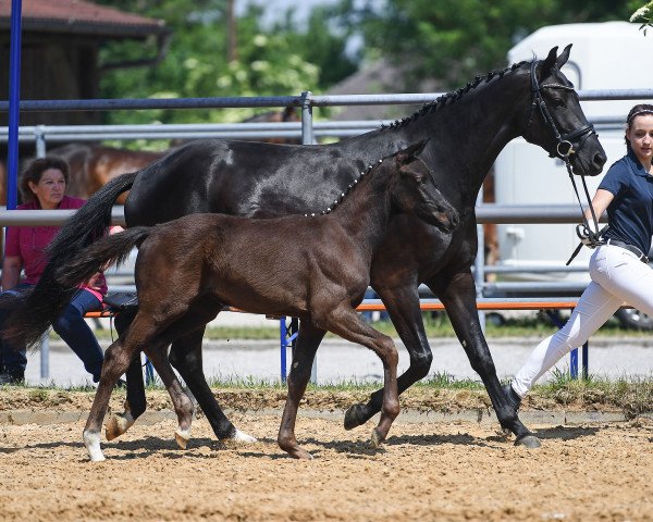 horse Stute von Bel Amour / Finest (German Sport Horse, 2019, from Bel Amour 3)