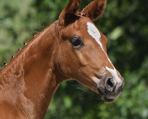 horse Stute von Marc Cain / Quadroneur (German Sport Horse, 2019, from DSP Marc Cain)