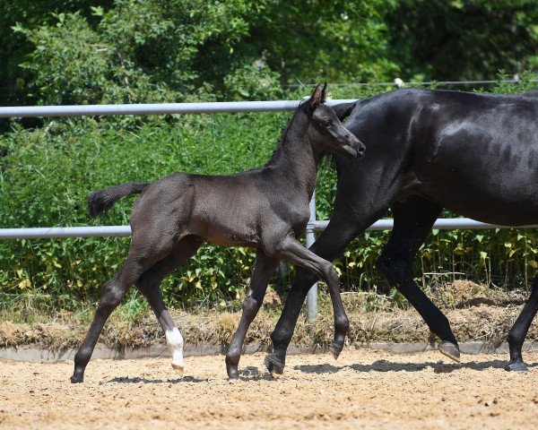 horse DUNHILL BLACK (German Sport Horse, 2019, from Don Martillo)