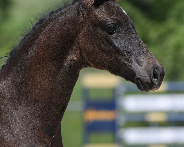 dressage horse Die Püppi 6 (German Sport Horse, 2019, from Don Martillo)