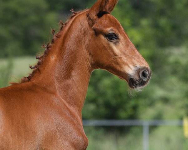 horse Hengst von Don Royal / Locksley III (German Sport Horse, 2019, from Don Royal)