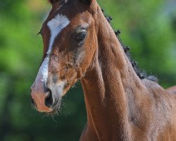 Pferd Samuhel (Deutsches Sportpferd, 2019, von Sezuan's Donnerhall)