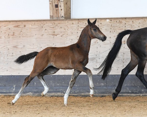 horse Hengst von Feinrich / Romanov Blue Hors (German Sport Horse, 2019, from Feinrich)