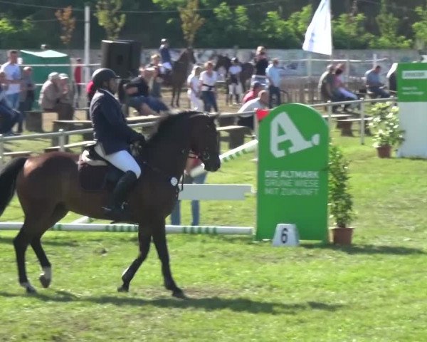 Reitturnier Gardelegen 2016
