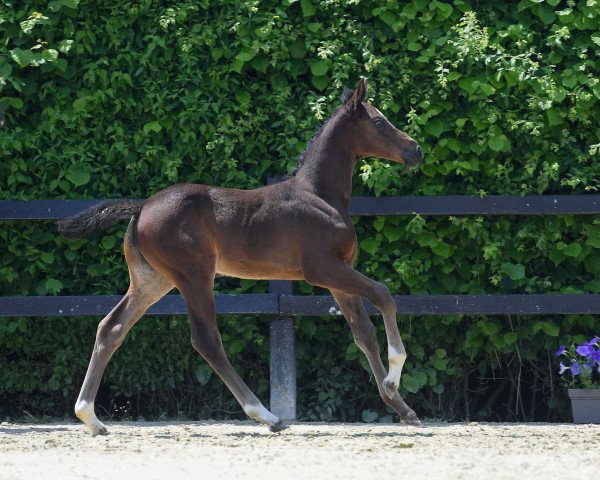 horse Stute von Baloutaire / Clearline Z (German Sport Horse, 2019, from Baloutaire PS)