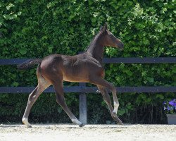 Pferd Stute von Baloutaire / Clearline Z (Deutsches Sportpferd, 2019, von Baloutaire PS)