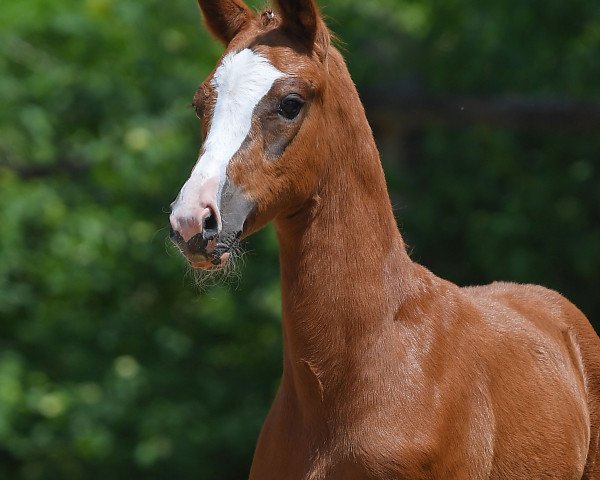 horse Stute von Topas / Conteur (German Sport Horse, 2019, from Birkhof's Topas Fbw)