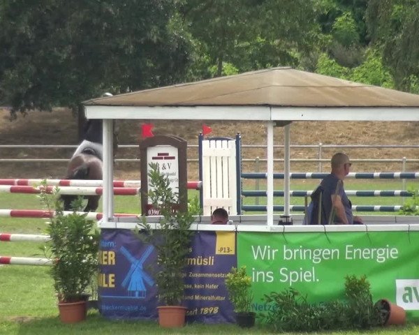 Reitturnier Gardelegen 2016