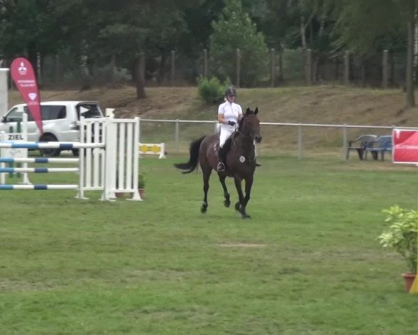 Reitturnier Gardelegen 2016