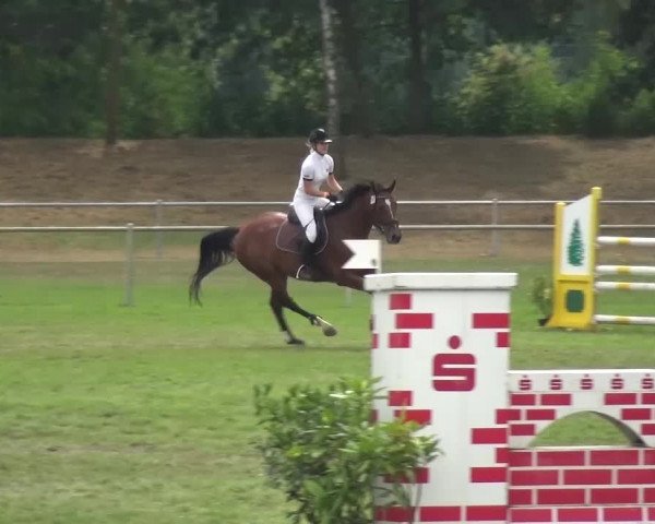 Reitturnier Gardelegen 2016