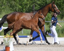 Pferd Hengst von Chap II / Quidado (Deutsches Sportpferd, 2019, von Chap II)