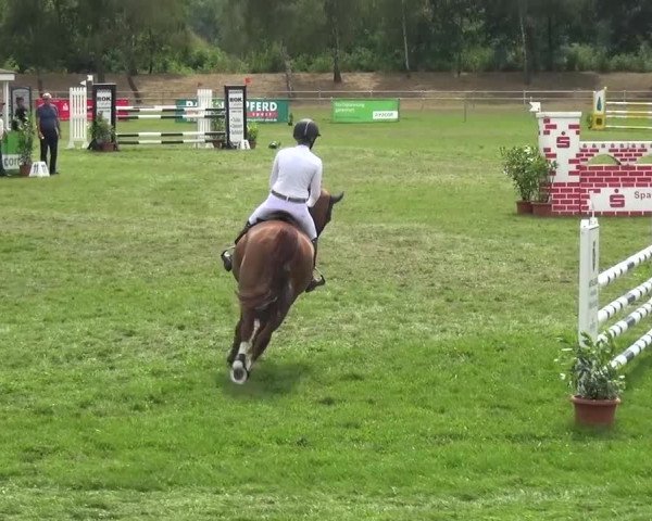 Reitturnier Gardelegen 2016