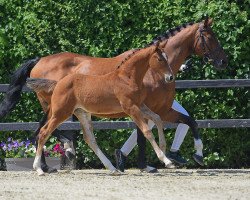 Pferd Pretty Woman 220 (Deutsches Sportpferd, 2019, von Vingino)