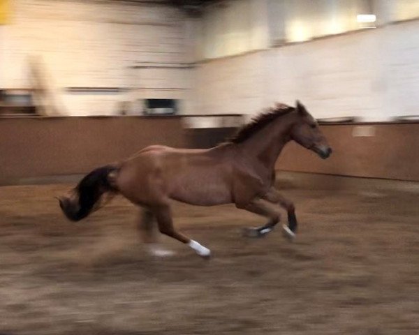 jumper Fider's Dondo (Hanoverian, 2015, from Fider's Welt)