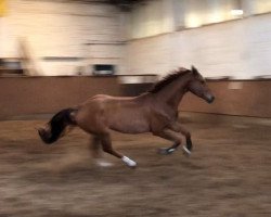 jumper Fider's Dondo (Hanoverian, 2015, from Fider's Welt)