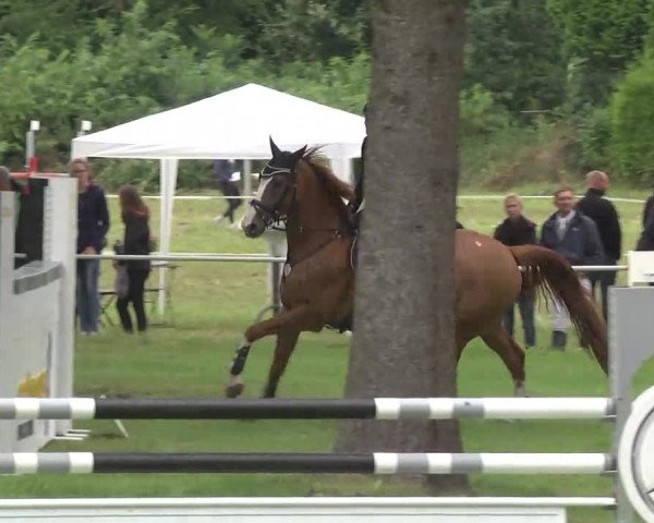 Reitturnier Memmingen 2016