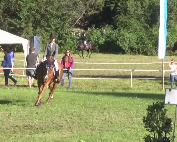 Reitturnier Memmingen 2016
