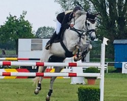 jumper Fiona 543 (Oldenburg, 2009, from Clintaro)