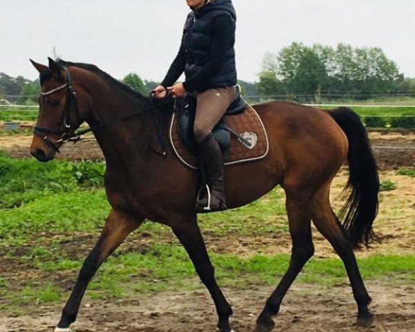 horse Lady Magic (Oldenburg,  , from Lezard)