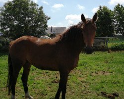 Springpferd Quabella C (Belgisches Warmblut, 2016, von Global Express)