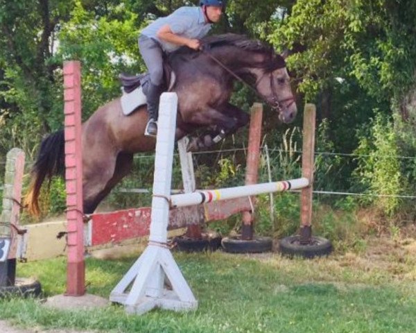 horse Odessa (Oldenburg show jumper,  , from Casalito)