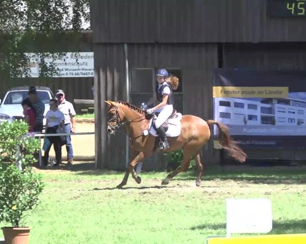 Reitturnier Memmingen 2016