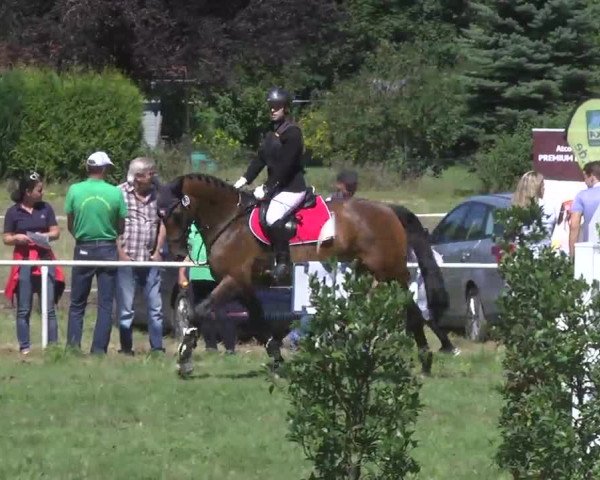 Reitturnier Memmingen 2016