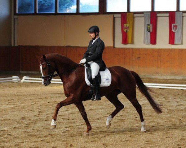 broodmare Mohnblüte FM (Austrian Warmblood, 2006, from Lux As) broodmare Mohnblüte FM (Austrian Warmblood, 2006, from Lux As)