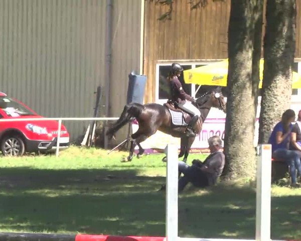 Reitturnier Memmingen 2016