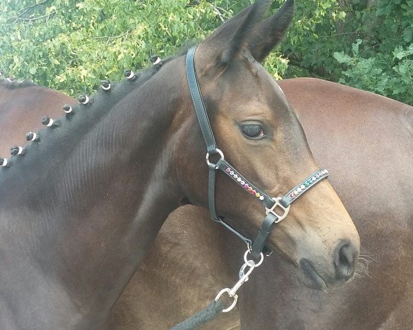 horse Dastina P (Westphalian, 2019, from Destano)