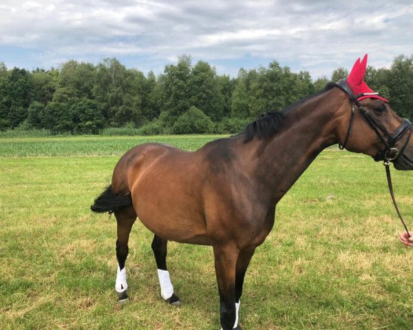 broodmare Giny 33 (Bavarian, 2004, from Royaldik) broodmare Giny 33 (Bavarian, 2004, from Royaldik)