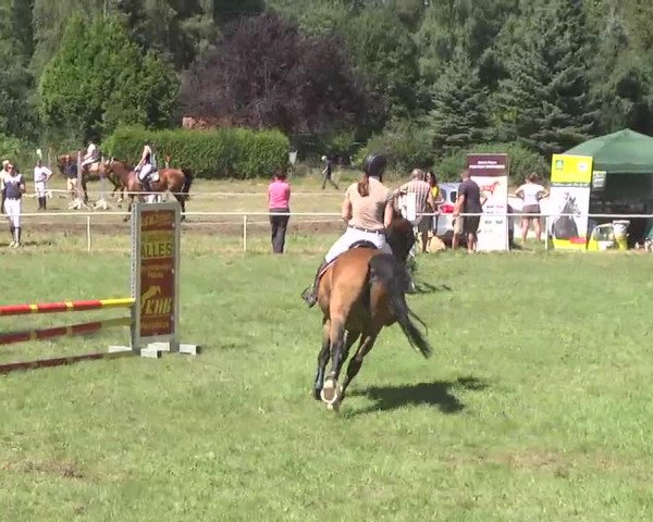 Reitturnier Memmingen 2016