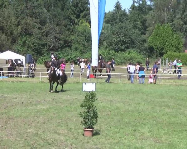 Reitturnier Memmingen 2016
