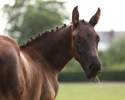 jumper Moon Shadow ß (German Sport Horse, 2019, from Maracana)