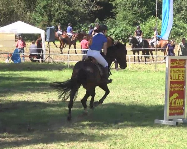 Reitturnier Memmingen 2016