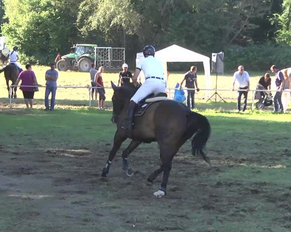 Reitturnier Memmingen 2016