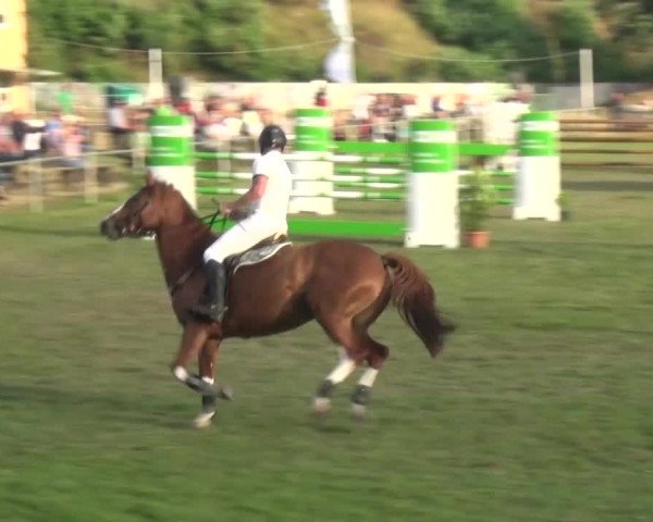 Reitturnier Gardelegen 2016