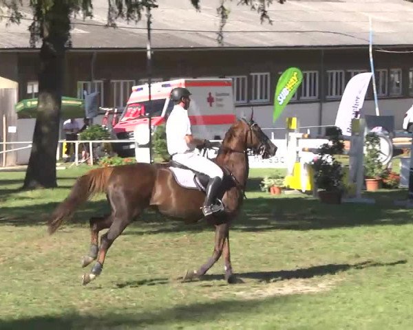 Reitturnier Memmingen 2016