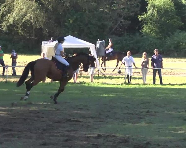 Reitturnier Memmingen 2016