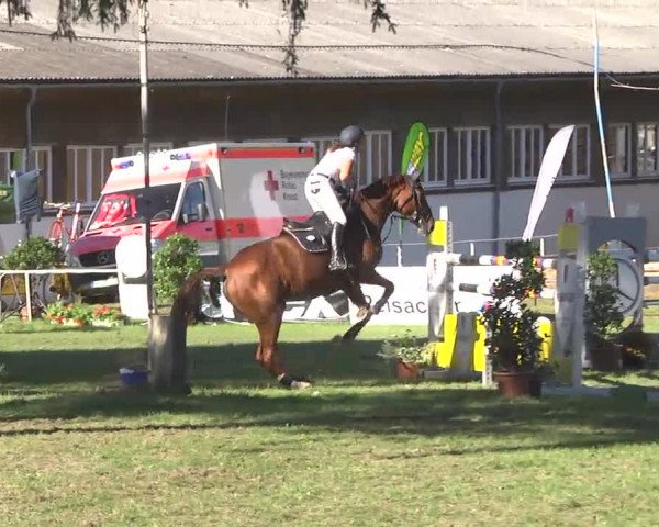 Reitturnier Memmingen 2016