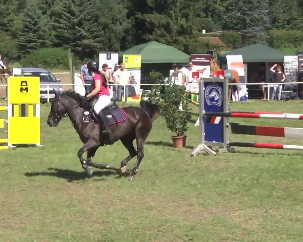 Reitturnier Memmingen 2016