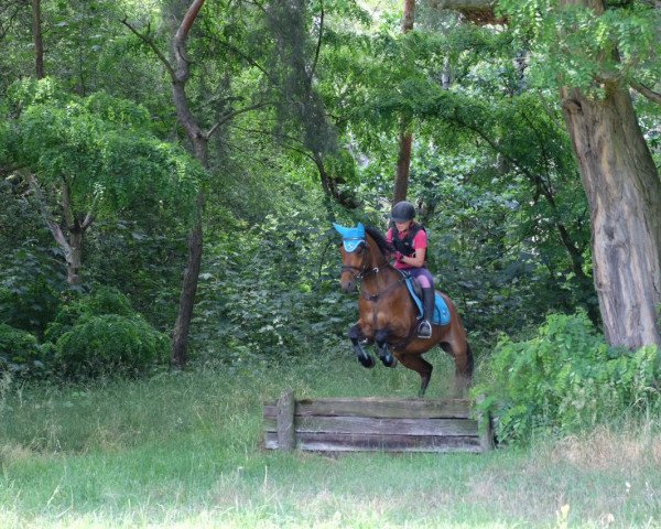 dressage horse Landröschen (German Riding Pony, 2009, from Wengelo's Nelson)