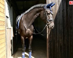 jumper Venya 3 (Hanoverian, 2013, from Viscount 22)