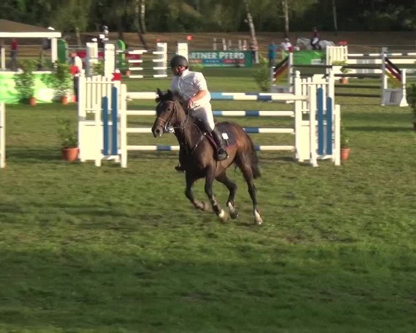 Reitturnier Gardelegen 2016