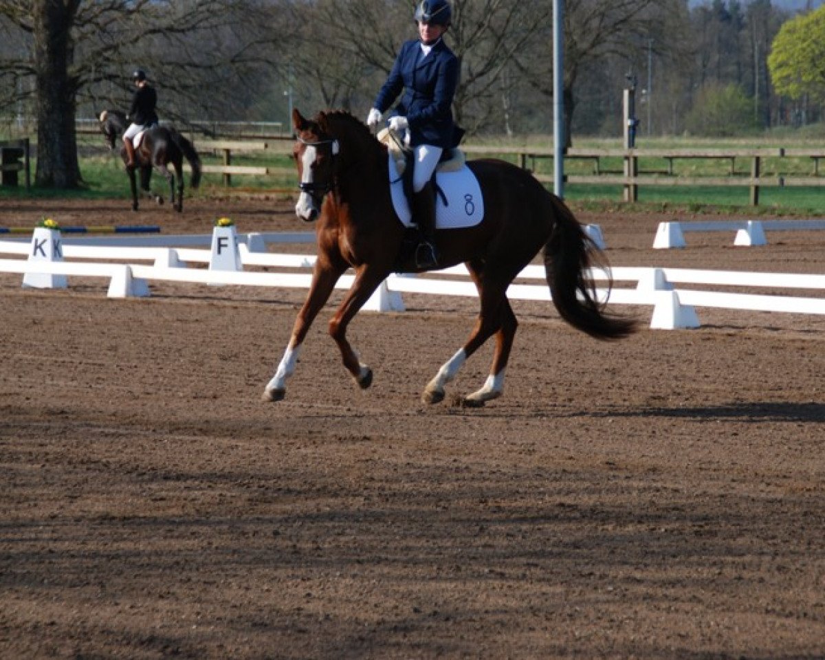 horse A-Bravour S (Oldenburg, 2013, from Bon Bravour)